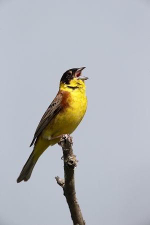 Black-headed bunting, Emberiza melanocephala bird on branchの写真素材