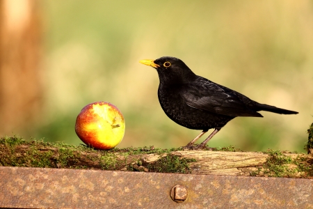 Blackbird, Turdus merula bird on fence with appleの写真素材