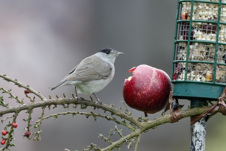 Blackcap, Sylvia atricapilla bird feeding on apple in gardenの写真素材