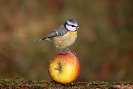 Blue tit, Parus caeruleus bird on appleの写真素材