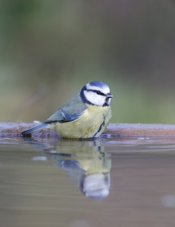 Blue tit, Parus caeruleus bird at waterの写真素材
