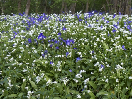 Bluebells and Ramsons flowers