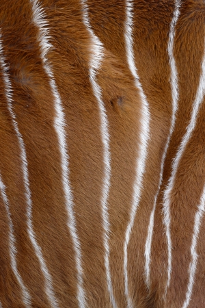 Bongo, Tragelaphus eurycerus close up of skin patternの写真素材