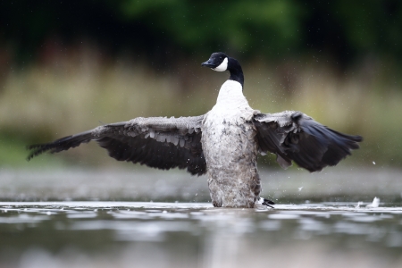 Canada Goose, Branta canadensis birdの写真素材