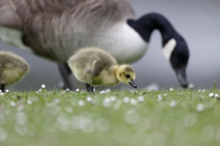 Canada goose (Branta canadensis) single gosling on grass with adultの写真素材
