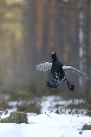 Capercaillie, Tetrao urogallus in snowy forestの写真素材