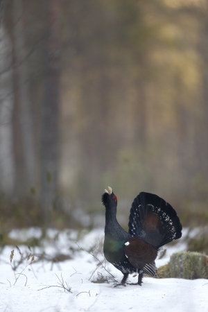 Capercaillie, Tetrao urogallus male in snowy forestの写真素材