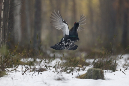 Capercaillie, Tetrao urogallus in snowy forestの写真素材