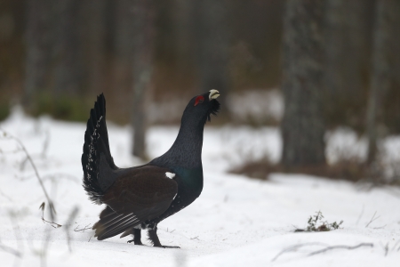 Capercaillie, Tetrao urogallus, single male in snowy forest displaying at lek, Finland, April 2013の写真素材