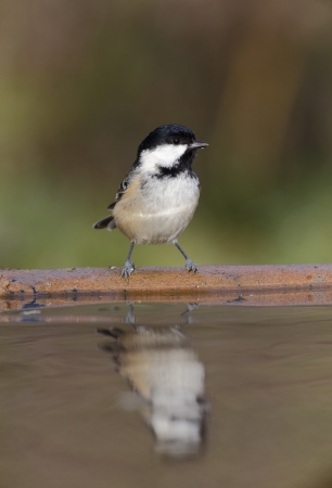Coal tit, Parus ater bird at waterの写真素材