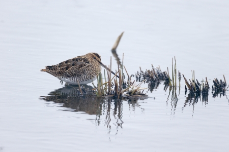 Common snipe, Gallinago gallinago bird in waterの写真素材