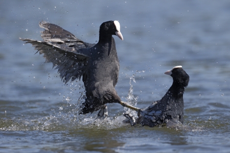 Coot, Fulica atra birds fighting on waterの写真素材