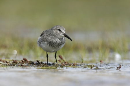 White rumped sandpiper, Calidris fuscicollis bird on waterの写真素材