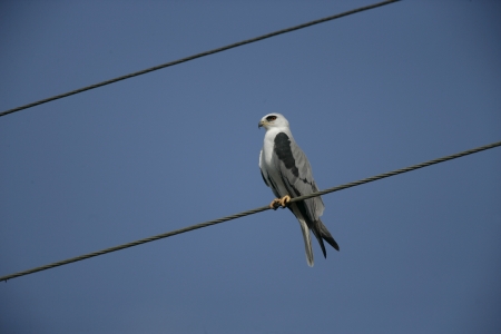 White-tailed kite Elanus leucurus on wire
