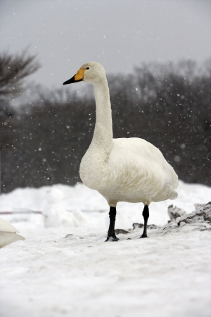 Whooper swanの写真素材