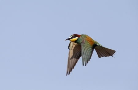 European bee-eater, Merops apiaster, single bird in flight, Bulgaria, May 2013