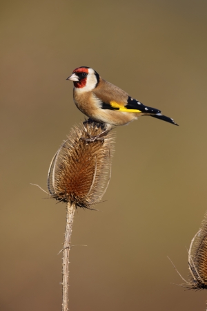 Goldfinch, Carduelis carduelis, Single bird on Teasel, Warwickshire, January 2013の写真素材