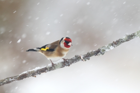 Goldfinch, Carduelis carduelis, Single bird on branch in snow, Warwickshire, January 2013の写真素材