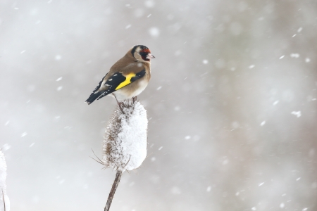 Goldfinch, Carduelis carduelis, Single bird on Teasel in snow, Warwickshire, January 2013の写真素材