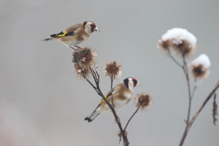 Goldfinch, Carduelis carduelis, two birds on Burdock, Warwickshire, January 2013の写真素材