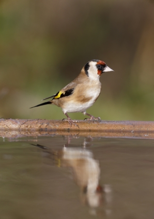 Goldfinch, Carduelis carduelis, single bird at water, Warwickshire, December 2013             の写真素材