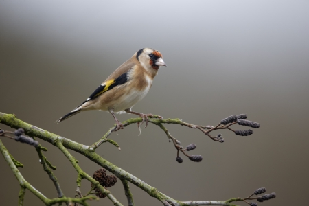Goldfinch, Carduelis carduelis, Single bird on branch, Warwickshire, January 2013の写真素材