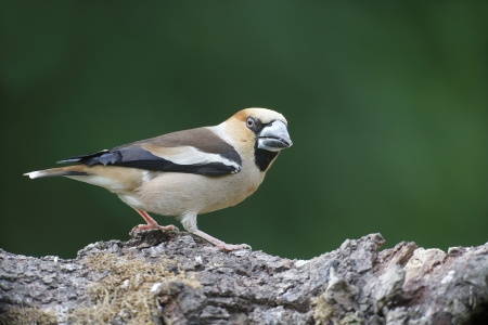 Hawfinch, Coccothraustes coccothraustes, single bird on branch, Bulgaria, May 2013の写真素材