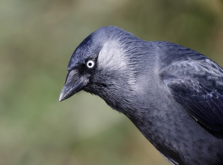 Jackdaw, Corvus monedula, single bird head shot, Warwickshire, October 2013の写真素材