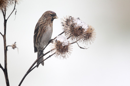 Lesser redpoll, Carduelis cabaret, Single bird on burdock in snow, Warwickshire, January 2013の写真素材