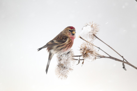 Lesser redpoll, Carduelis cabaret, Single bird on burdock in snow, Warwickshire, January 2013の写真素材