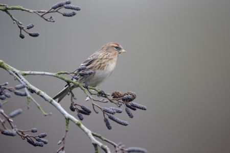 Lesser redpoll, Carduelis cabaret, Single bird on branch, Warwickshire, January 2013の写真素材
