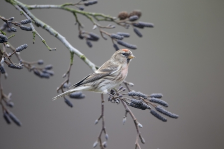 Lesser redpoll, Carduelis cabaret, Single bird on branch, Warwickshire, January 2013の写真素材