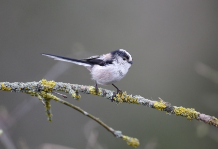 Long-tailed tit, Aegithalos caudatus, single bird on branch, Warwickshire, April 2013  の写真素材