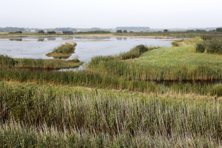 Minsmere RSPB Reserve, east side, Sussex, August 2013の写真素材