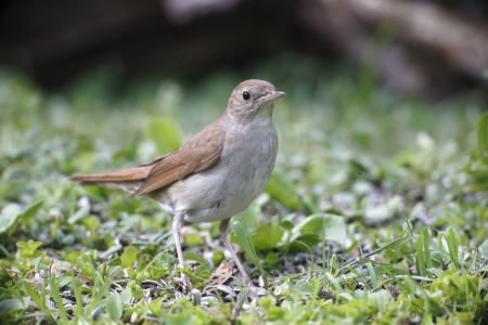 Nightingale, Luscinia megarhynchos, single bird on floor, Bulgaria, May 2013の写真素材