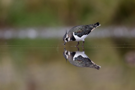 Northern lapwing, Vanellus vanellus, single bird in water, Warwickshire, August 2013             