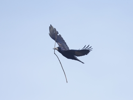 Rook, Corvus frugilegus,  single bird in flight with nest stick, Warwickshire, March 2013