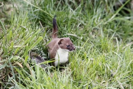 Stoat, Mustela erminea, single mammal in grass, captive, May 2013               