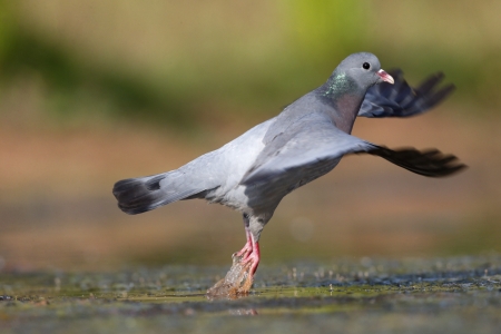 Stock dove, Columba oenas, single bird by water, Warwickshire, July 2013             の写真素材