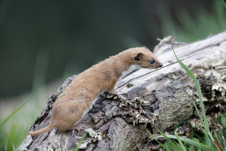 Weasel, Mustela nivalis, single mammal in grass, captive, May 2013               