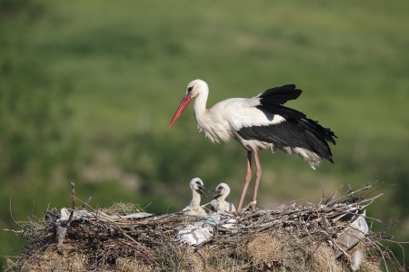White stork, Ciconia ciconia, one bird on nest with young, Bulgaria, May 2013の写真素材
