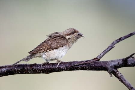 Wryneck, Jynx torquilla, single bird on branch, Bulgaria, May 2013の写真素材