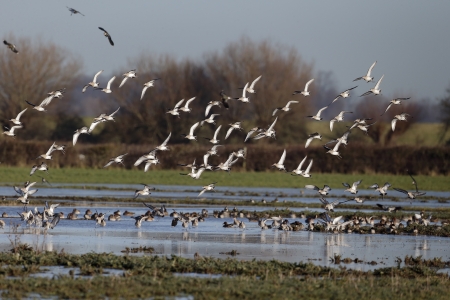 Black-tailed godwit, Limosa limosa, group in flight, Gloucestershire, Januray 2014の写真素材