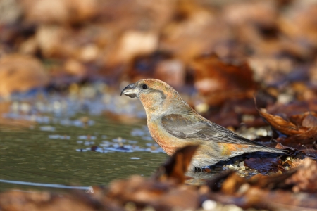 Crossbill, Loxia curvirostra,  single male at water, Sussex, Januray 2014の写真素材