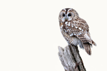 Tawny owl, Strix aluco, single bird on stump, captive bird in Gloucestershire, winter 2010                     の写真素材