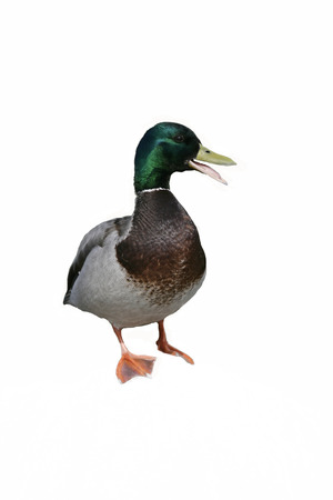 Mallard, Anas platyrhynchos, single male by water, UK        の写真素材