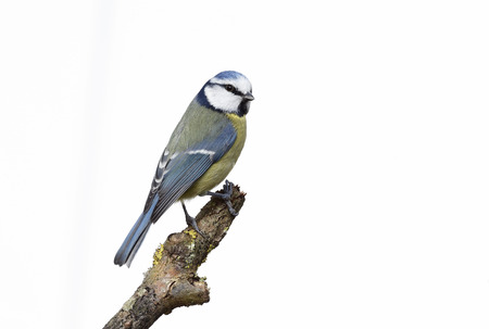 Blue tit, Parus caeruleus, single bird branch with white background, Warwickshire, February 2014の写真素材