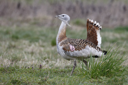 Great bustard, Otis tarda, single male on grass, Released birds in Wiltshire, March 2014              の写真素材