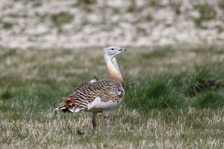 Great bustard, Otis tarda, single male on grass, Released birds in Wiltshire, March 2014              の写真素材
