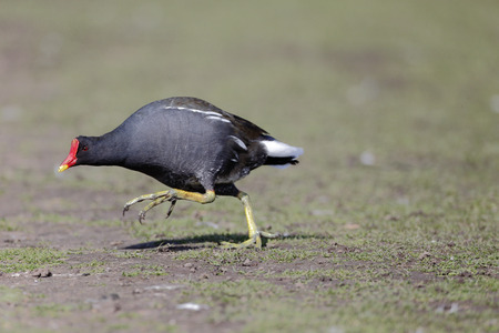 Moorhen, Gallinula chloropus, single bird by water, Warwickshireの写真素材